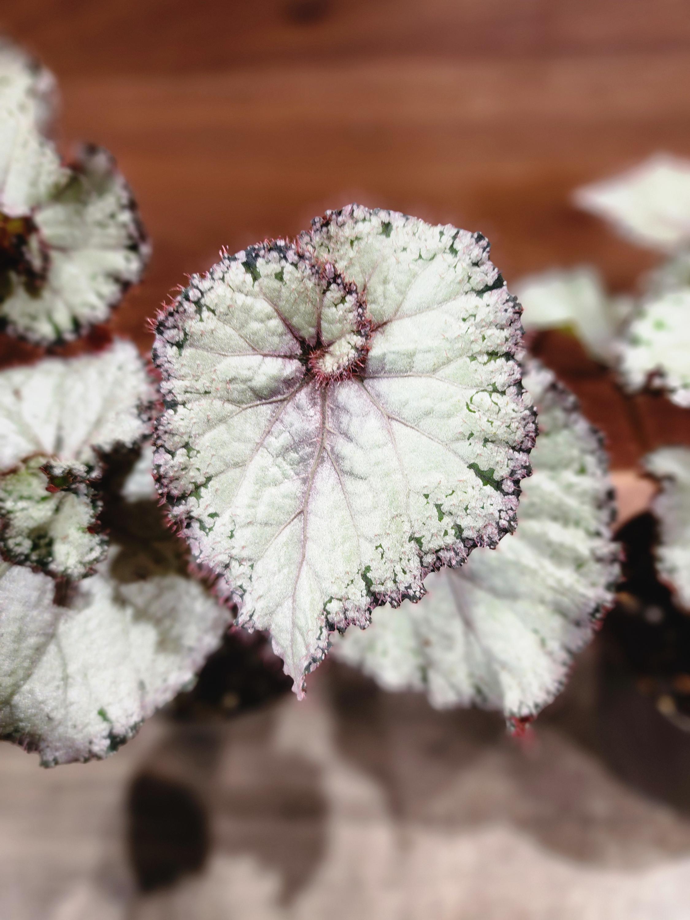 Jurassic Jr.™ Arctic Twist Rex Spiral Begonia - Etsy