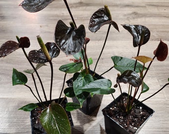 Chocolate Anthurium - Black Anthurium - rare find