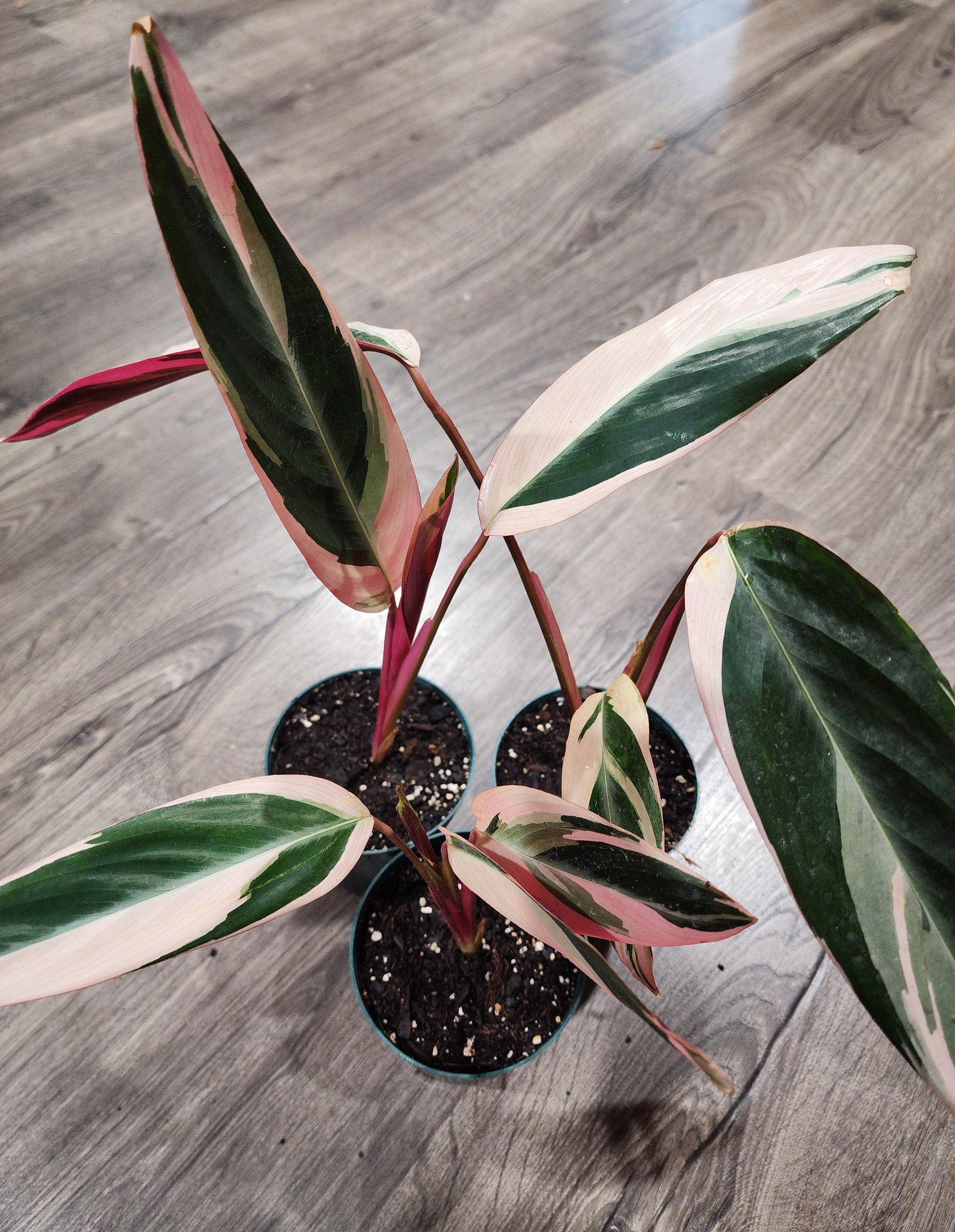 Calathea Stromanthe Triostar - Etsy