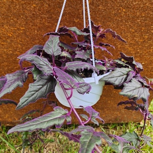 Purple Passion Plant 6 inch hanging basket - Velvet plant- Gynura aurantiaca- rare