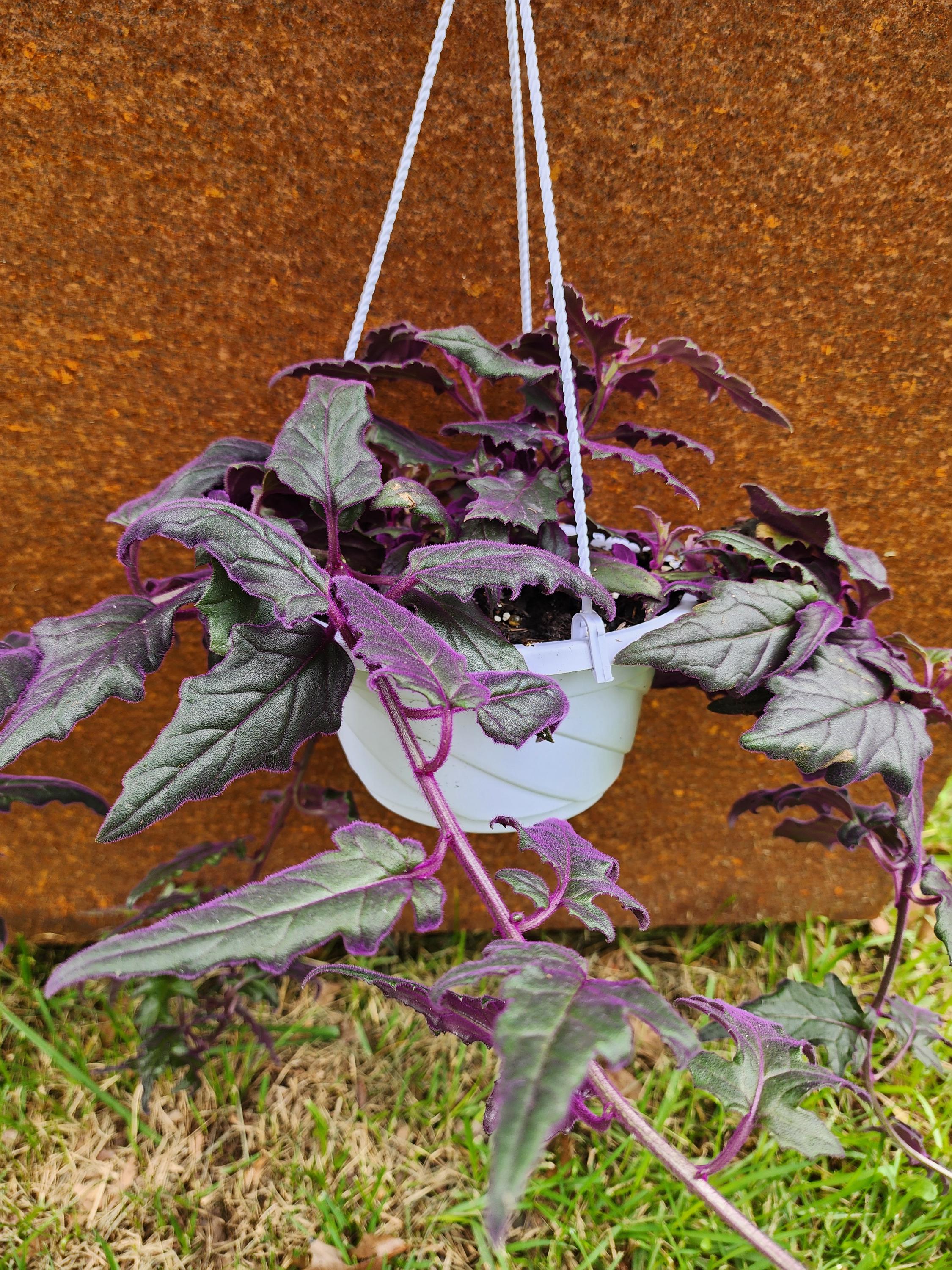 Purple Passion Plant 6 inch hanging basket - Velvet plant- Gynura  aurantiaca- rare