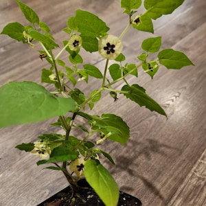 Ground Cherry -Physalis pruinosa -cape gooseberries