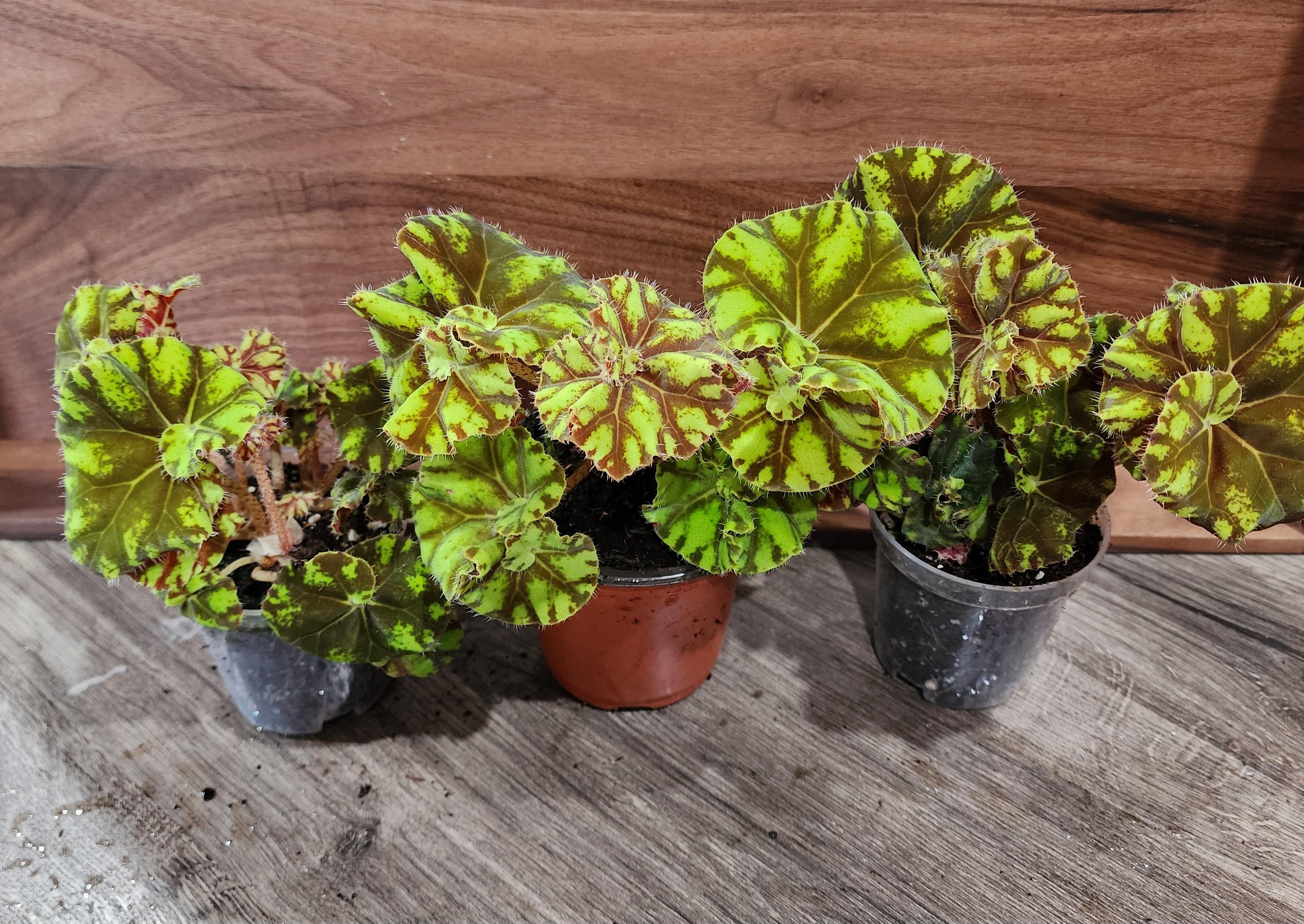 Begonia Rex 'zumba' Spiral Leaves - Etsy