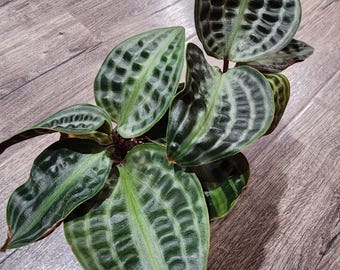 buddha belly plants Buddha Belly Plant and Soil Mix Combo
