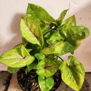 Syngonium Pink Allusion
