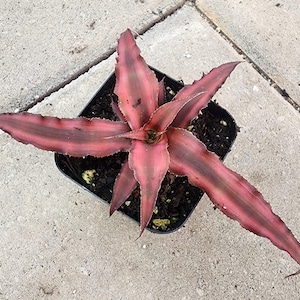 Cryptanthus bromeliads - Red Earth Star