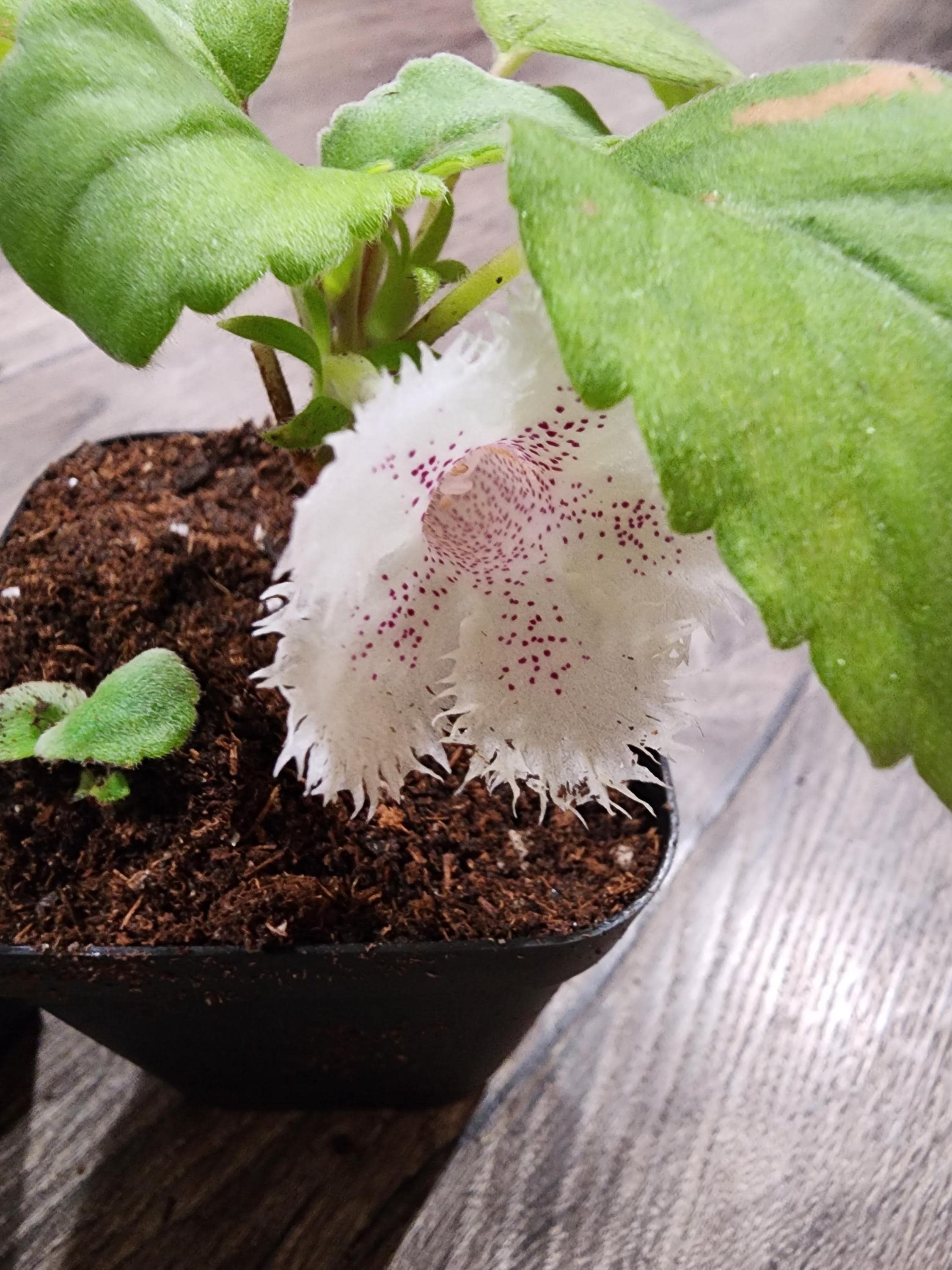 Alsobia Dianthiflora - Lace Plant - Etsy