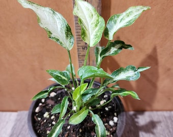 Syngonium podophyllum - Three Kings