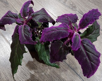 May include: Two potted plants with dark green leaves and purple undersides. The plants are in small brown pots and are sitting on a wooden surface.