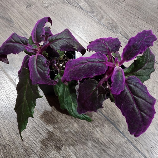 Planta de la pasión púrpura - Planta de terciopelo - Gynura aurantiaca - rara
