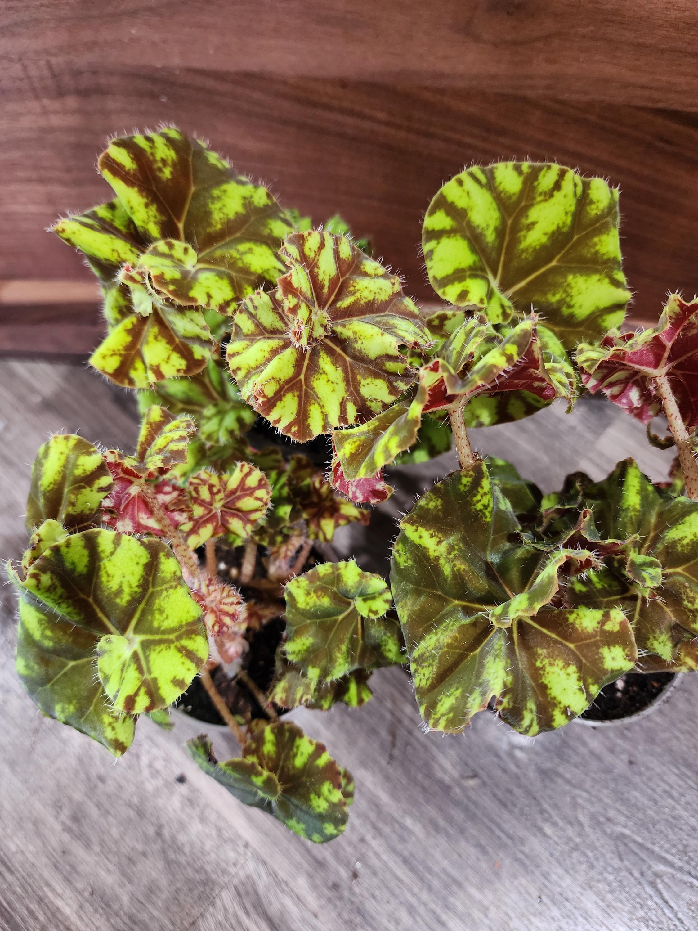 Begonia Rex 'zumba' Spiral Leaves - Etsy