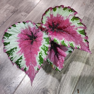 Rex Begonia Shadow King &quot;Strawberry Sherbert&quot;