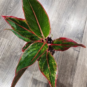 Chinese Evergreen - Red Siam Algaonema - Firecracker