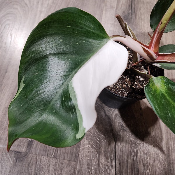 White Knight Philodendron - over 1 ft tall - actual plant