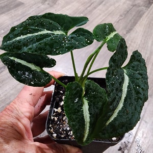 Syngonium Wendlandii | Arrowhead Plant with White Vein