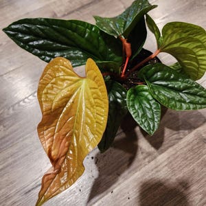 Chocolate Anthurium - Etsy