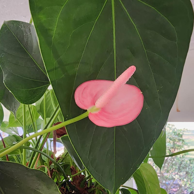 Emma Anthurium Etsy