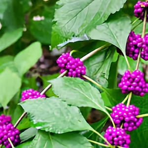 American Beautyberry Bush