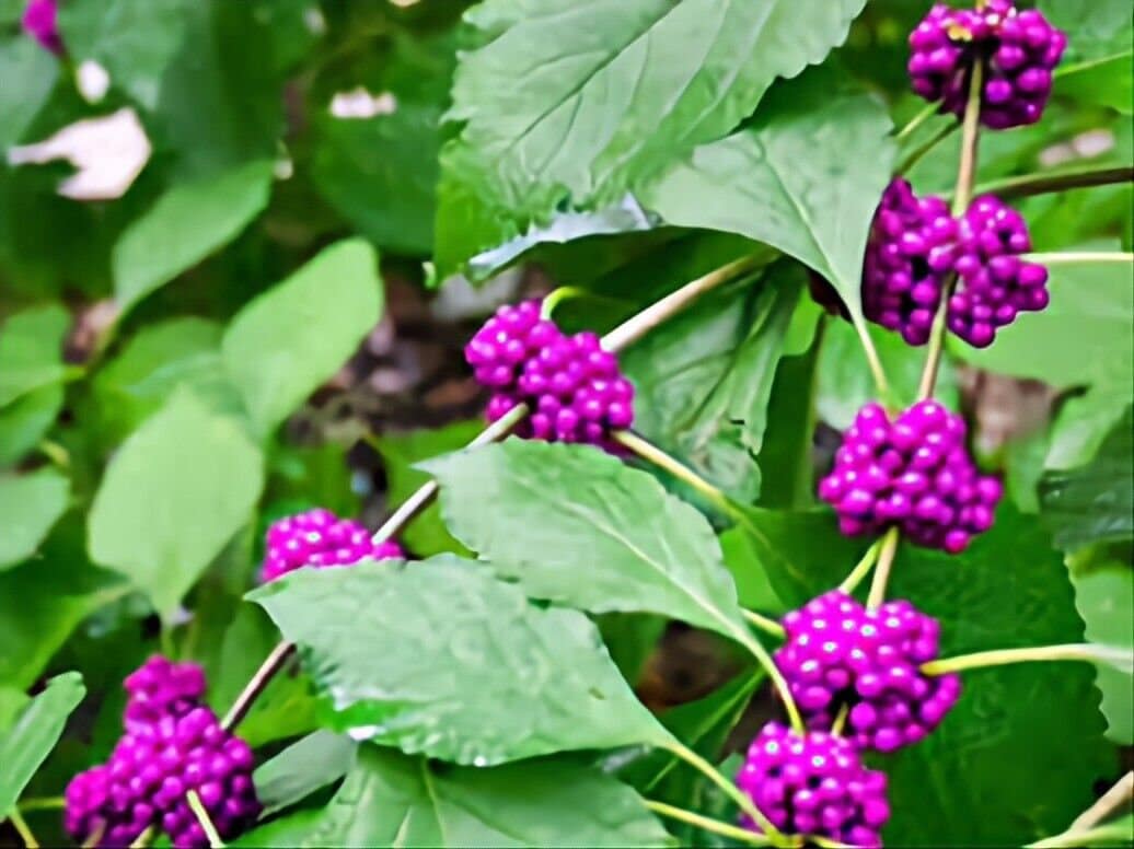 American Beautyberry Bush