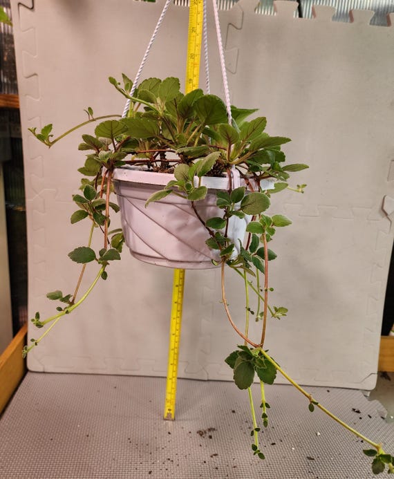Alsobia Dianthiflora - Lace Plant - Etsy