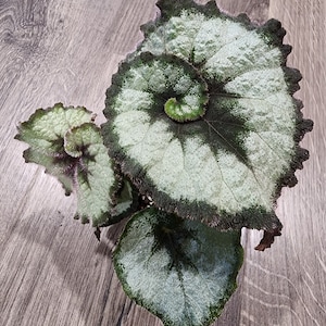 Rex Begonia - escargot spiral