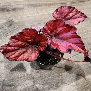May include: A red and green begonia plant with large, textured leaves in a black pot. The plant is sitting on a wooden floor.