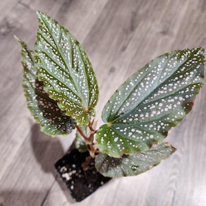 Begonia maculata - pink polka dot begonia