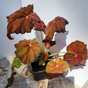 May include: A potted Begonia plant with large, textured leaves. The leaves are primarily a deep reddish-brown with hints of green and yellow, and a prominent veined pattern. The plant is in a small black pot, set against a white background.