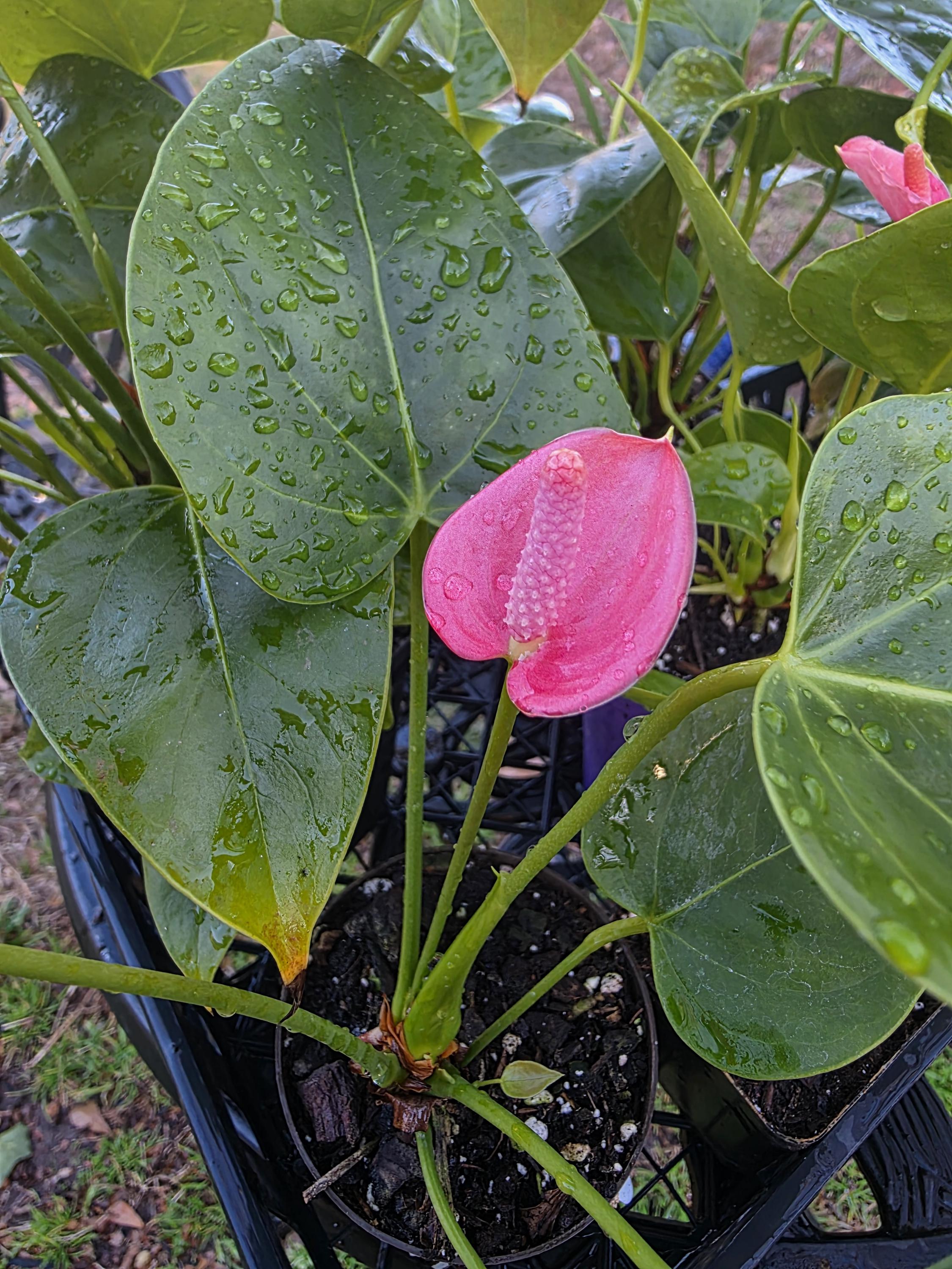 Traditional Pink Anthurium - Etsy