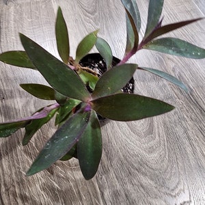 Tradescantia plant, Purple heart, Wandering jew, inch plant