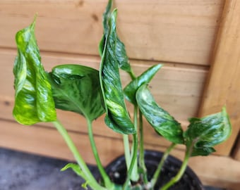Epipremnum Aureum - Shangri La - Sleeping Pothos - rare