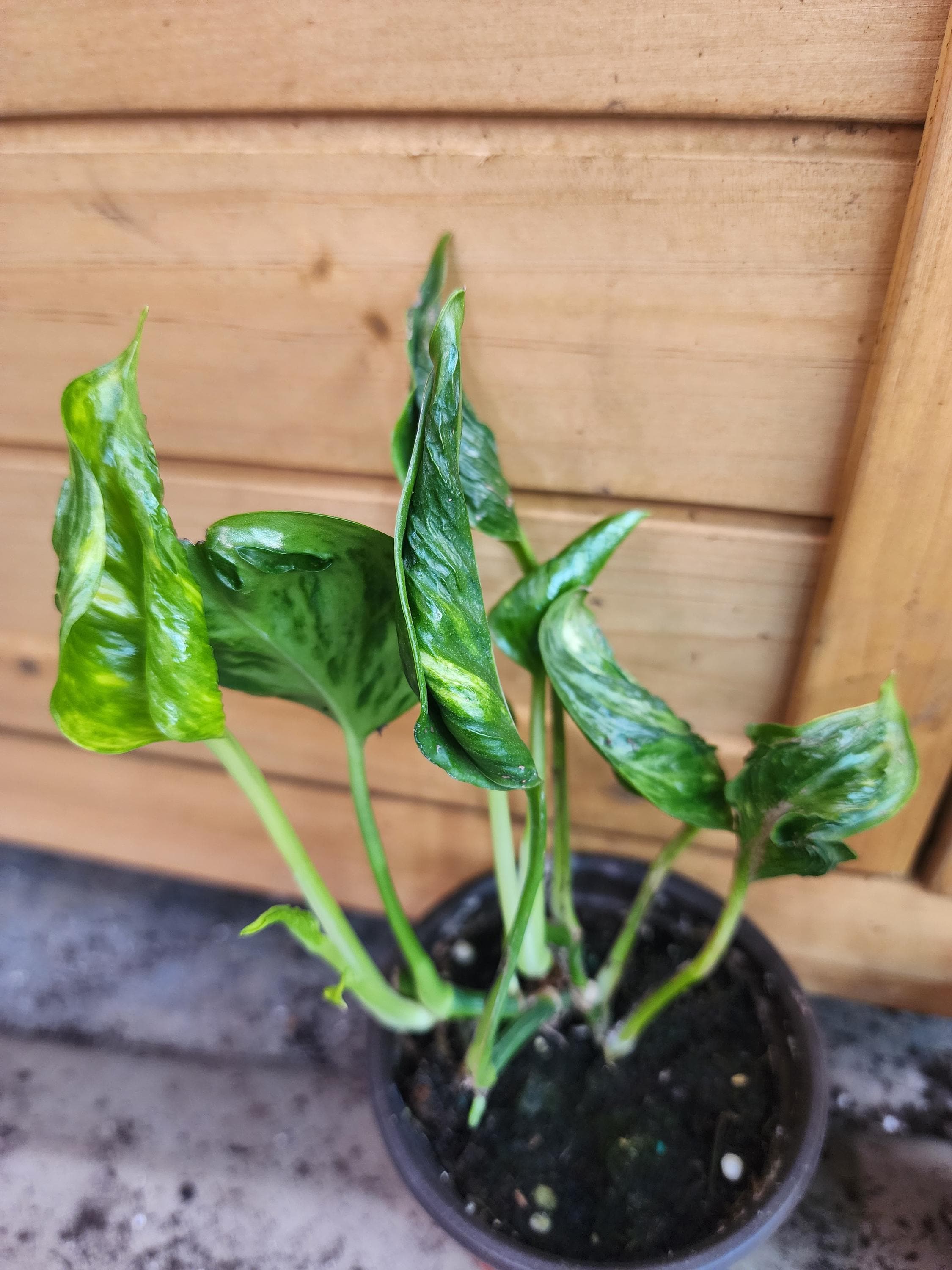 Epipremnum Aureum - Shangri La - Sleeping Pothos - Rare - Etsy