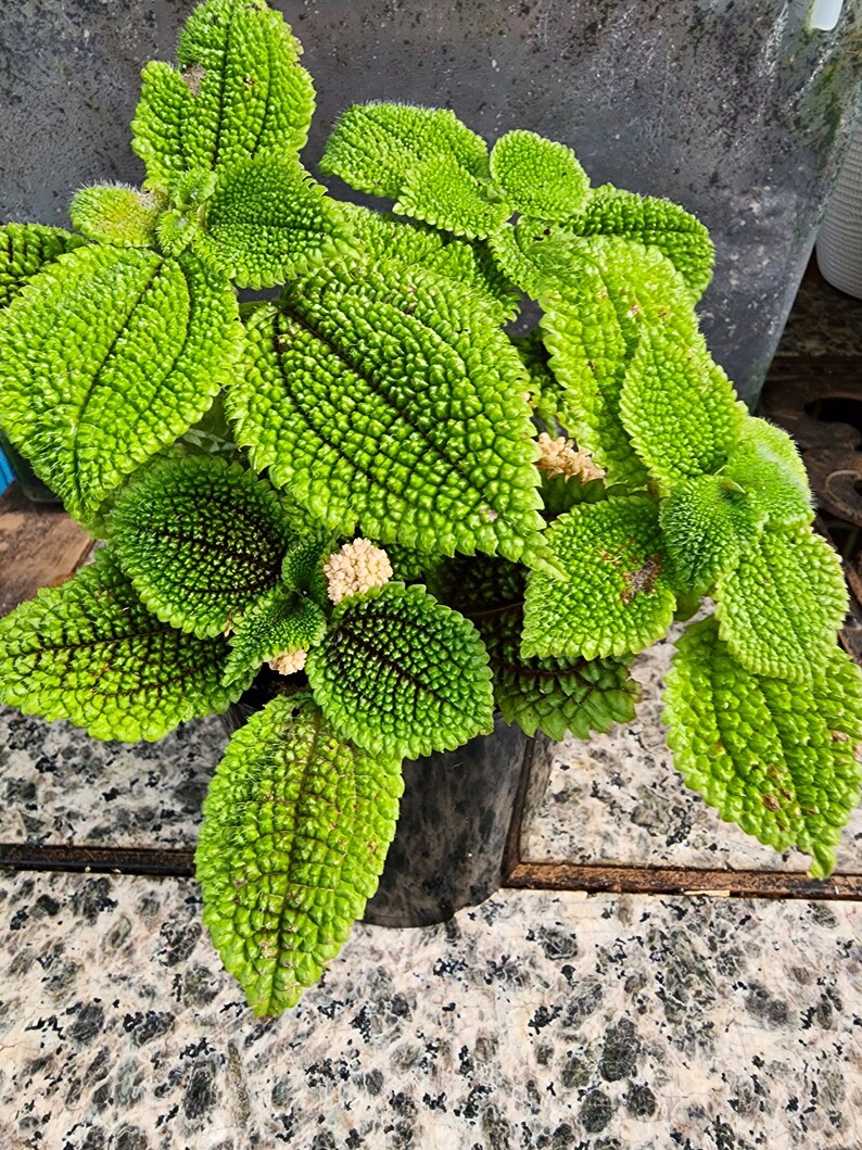 GinnyBlooms Moon Valley Friendship Plant