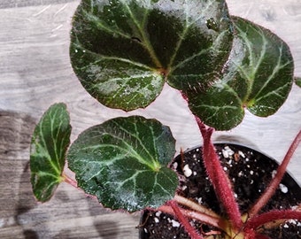 Strawberry Begonia Hanging Basket