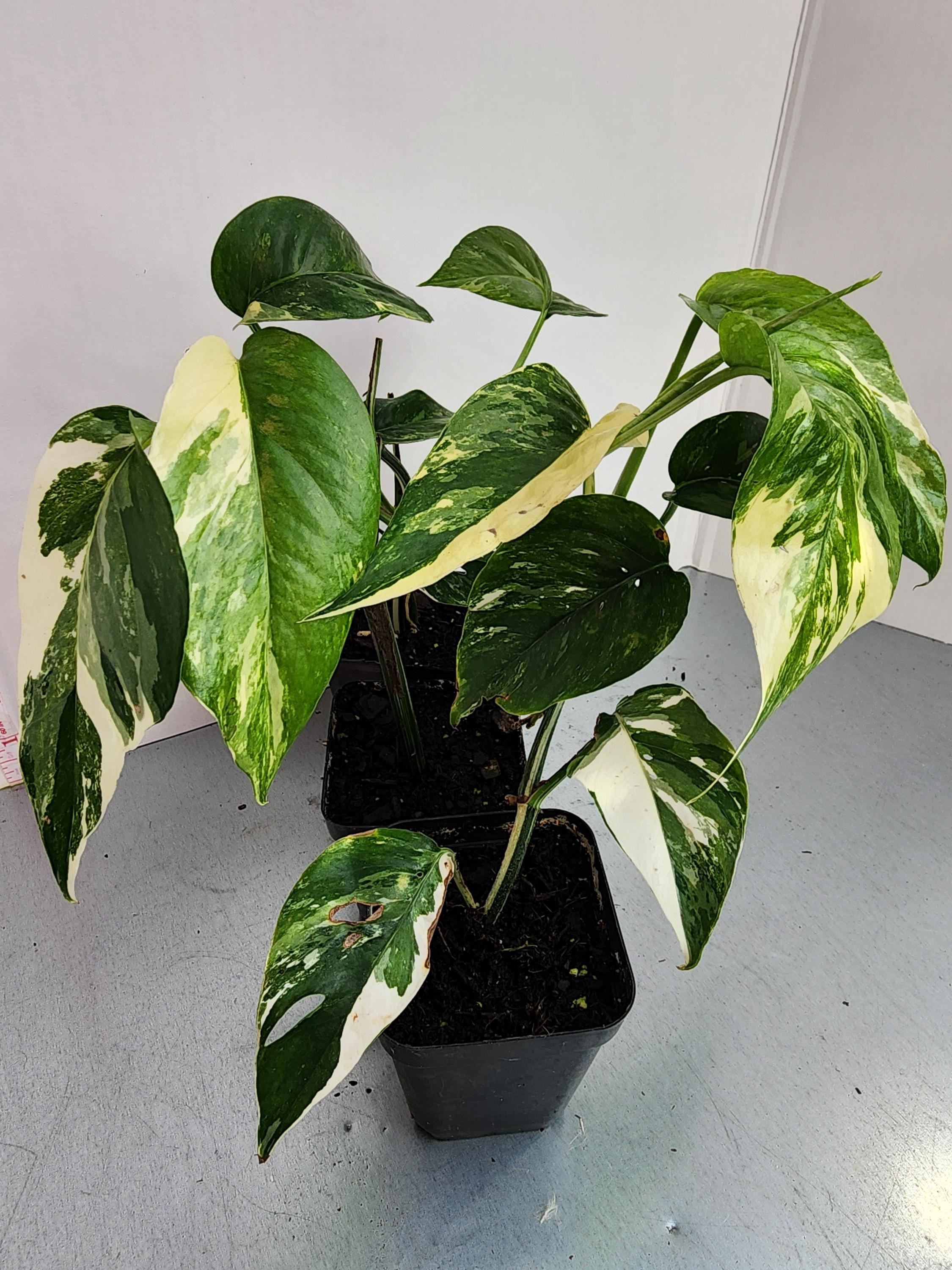 Epipremnum Pinnatum Albo - Dragon Tail- Variegated - Etsy