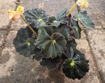 Black Mamba Begonia- spiral escargot