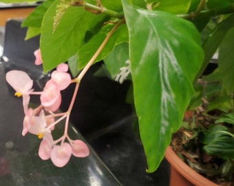 Heirloom Angel Wing Pink Cane Begonia