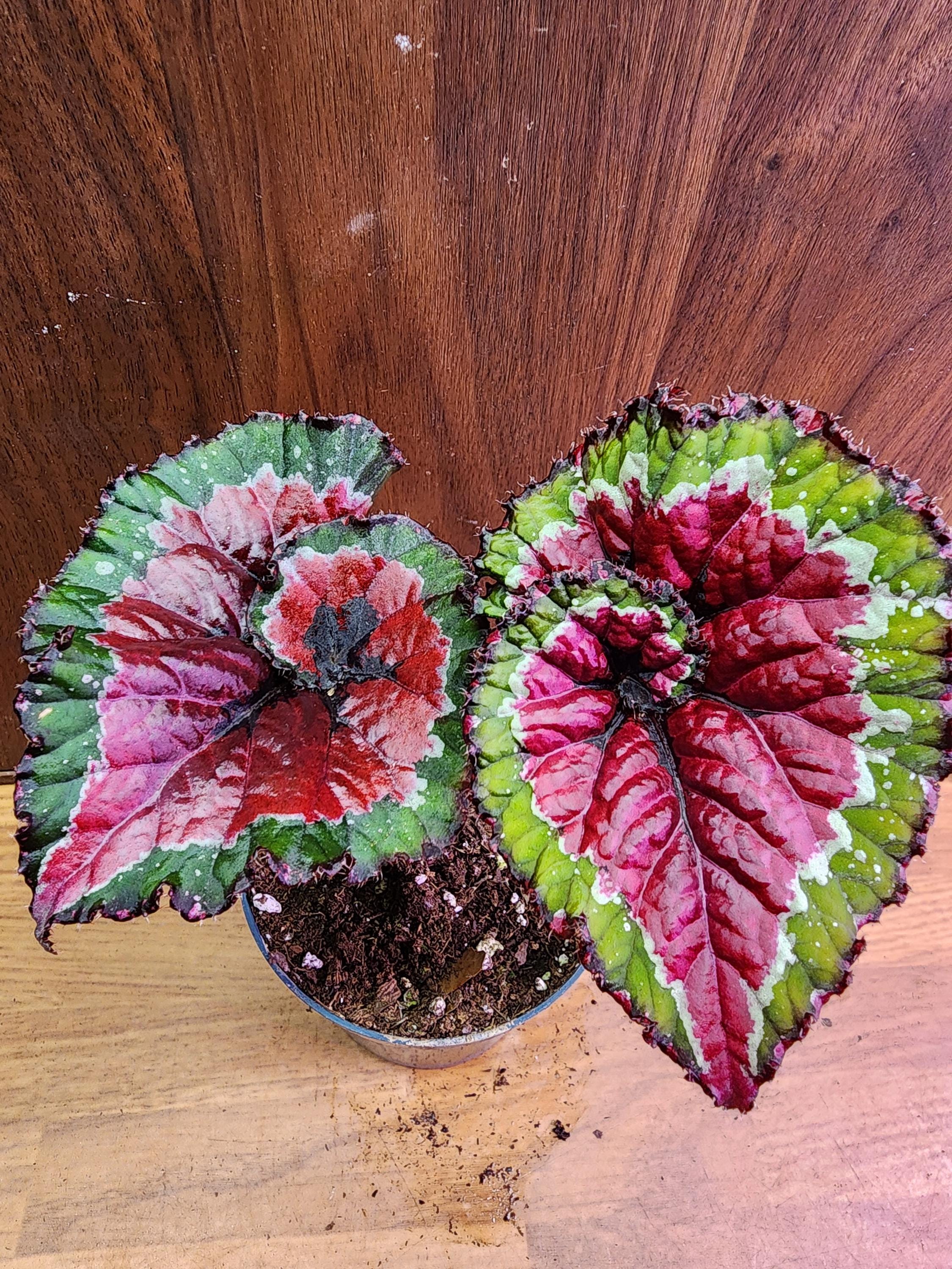 Begonia Rex 