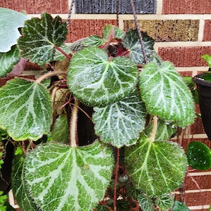 May include: A hanging basket of Begonia leaves with a distinctive pattern of light green veins against a darker green background. The leaves are round and have a slightly fuzzy texture, with visible water droplets. The plant hangs in front of a brick wall.