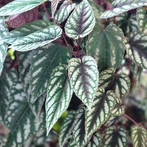 Cissus Discolor - Rex Begonia Vine