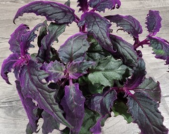 Purple Passion,live Indoor Plant,gynura Aurantiaca - Etsy