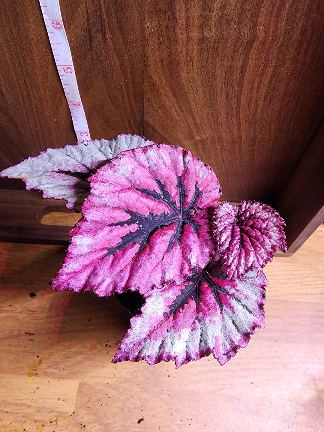 Begonia Rex Shadow King 