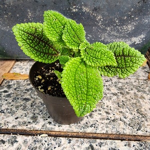 Moon Valley Friendship Plant Pilea Mollis 3 inch - 1 plant