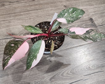 Philodendron Pink Princess Marble - actual plant