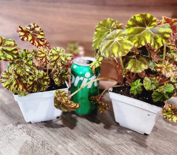 Begonia Rex 'zumba' Spiral Leaves - Etsy