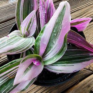 May include: A potted plant with long, striped leaves in shades of pink, green, and white. The leaves have a glossy finish and appear to be wet.