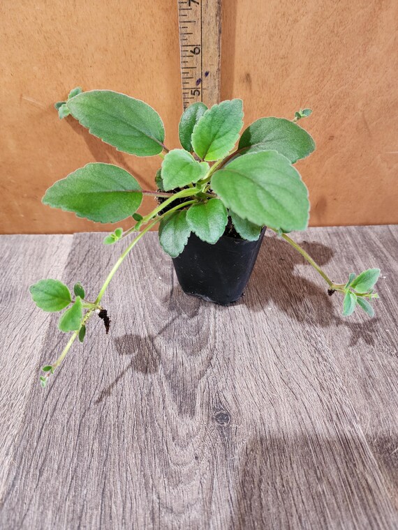 Alsobia Dianthiflora - Lace Plant - Etsy