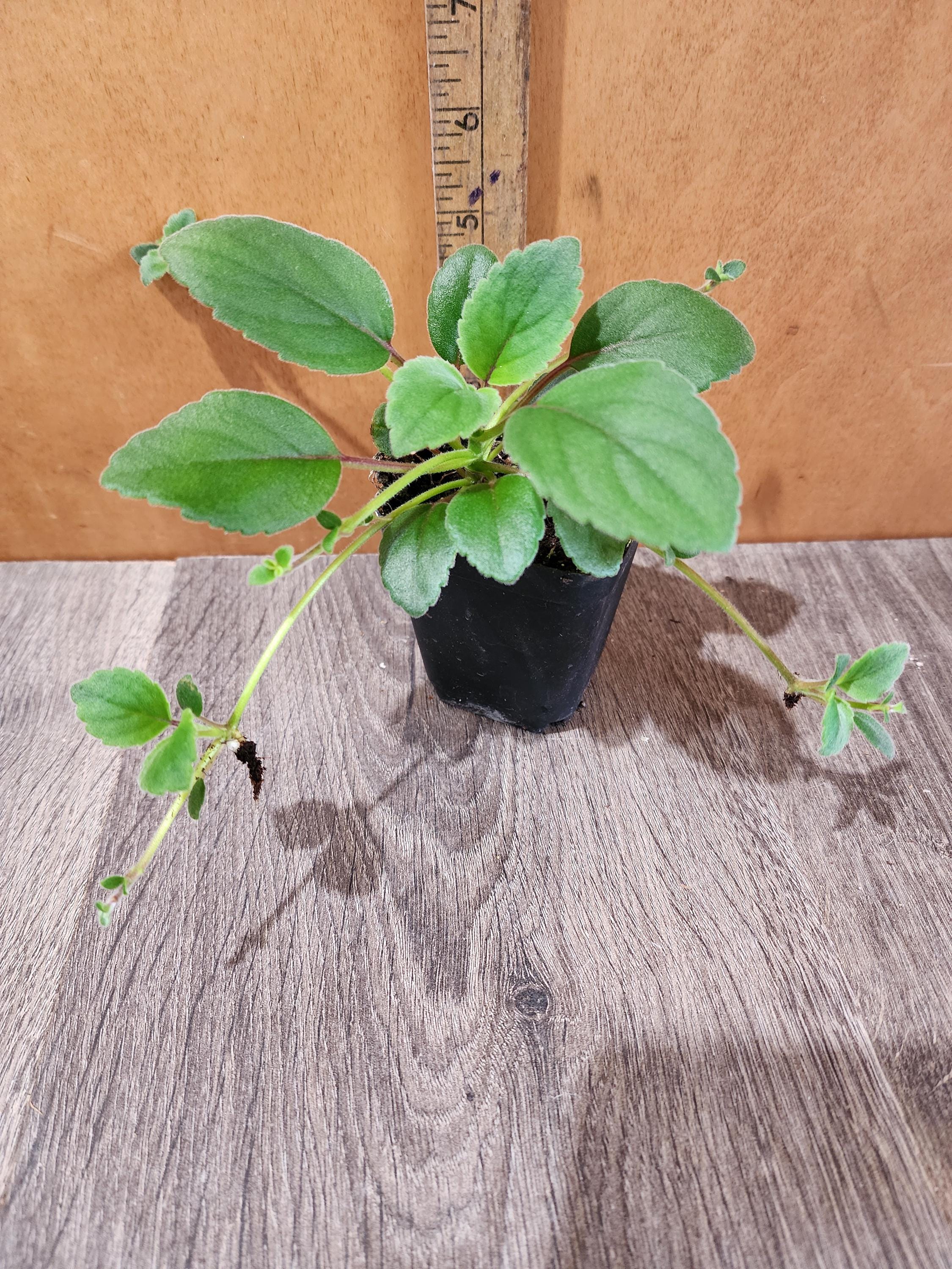 Alsobia Dianthiflora - Lace Plant - Etsy