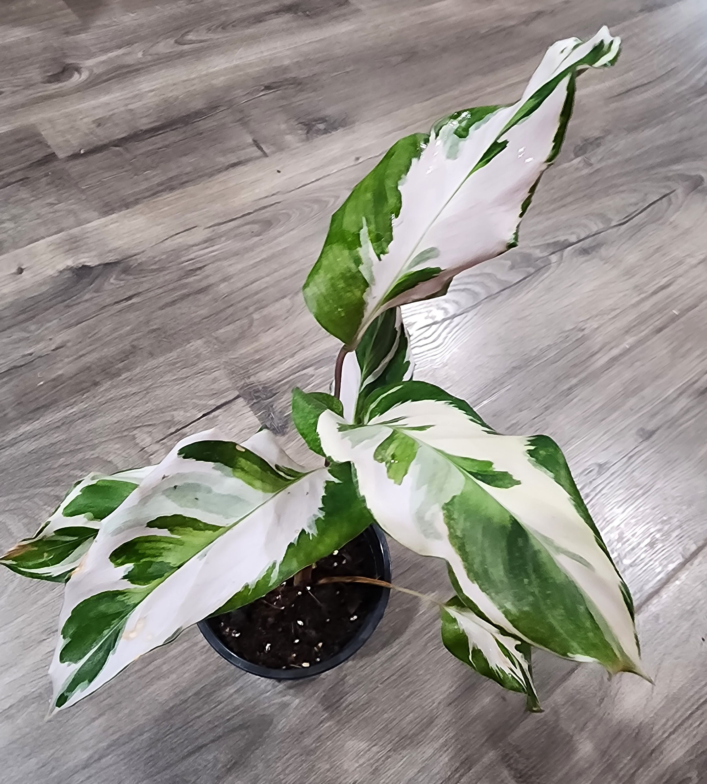 Calathea 'white Fusion' - Etsy