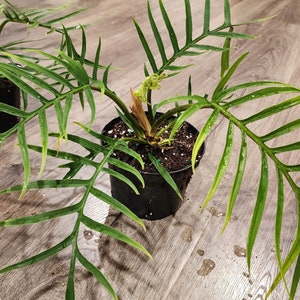 Tortum Philodendron Plant - 6 Inch Nursery Pot - Etsy